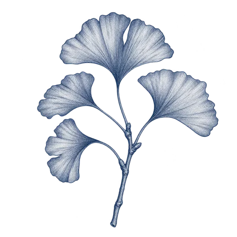 An indigo engraving of a ginkgo branch